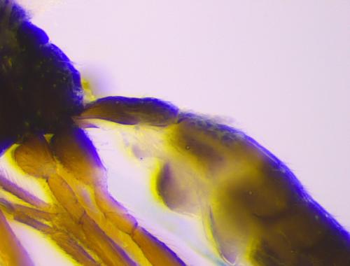 Réf. 335 989 : Aphidius rhopalosiphi
